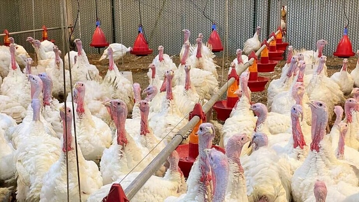 Экономист назвал способ избежать подорожания мяса индейки