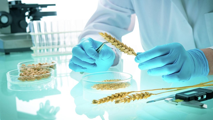 Найден ключ к созданию агрокультур нового поколения