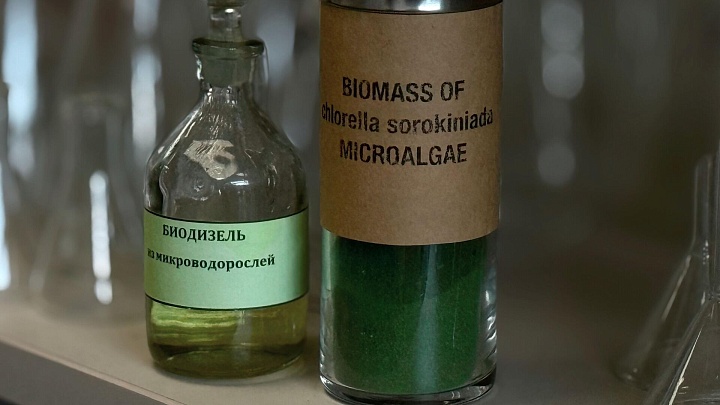 Петербургские ученые научили микроводоросли делать топливо